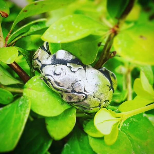 Koi Ring